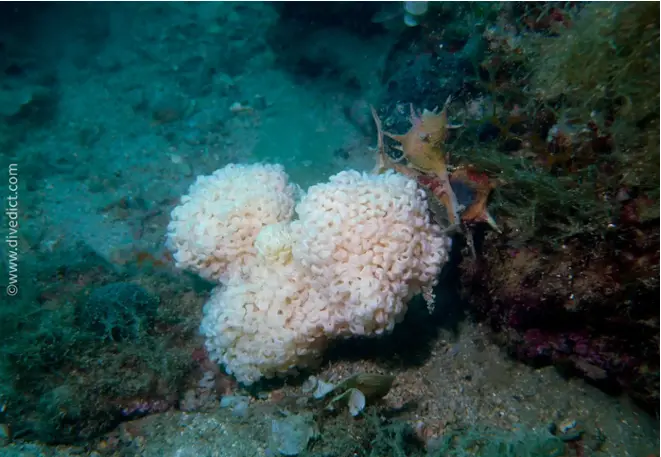 DiveDict_Photo_Picture_Biolexicon_Mediterranean_Plants_Tenarea_Tortuosa_Alge