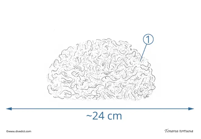 tenerea_tortuosa_alge_divedict_diving_diving_mediterranean