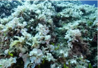 divedict_biolexicon_mediterranean_plants_padina_pavonivca_funnelge_caulerpa_cylindracea_weis_small