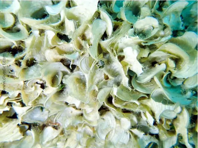 divedict_foto_picture_biolexicon_mediterranean plants_padina_pavonivca_funnel alge_algae