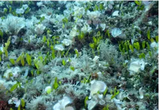 divedict_foto_picture_biolexicon_mediterranean plants_padina_pavonivca_funnel alge_caulerpa_cylindracea