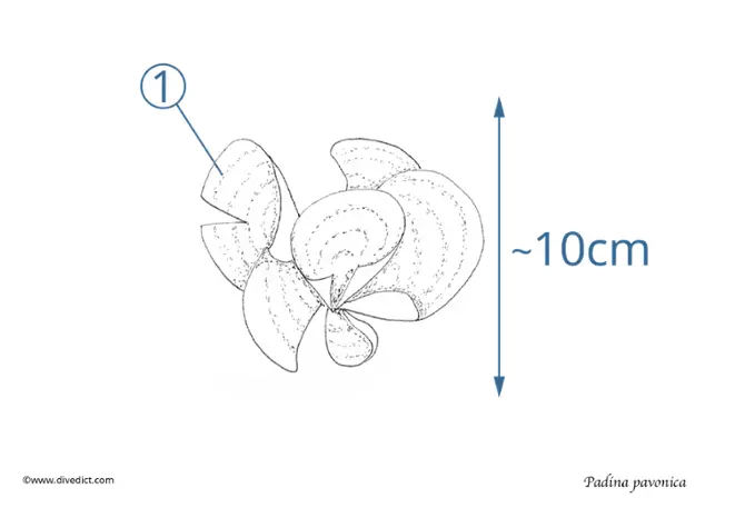 funnel alga_ padina_pavonica_divedict_mediterranean_sea_mediterranean diving_diving