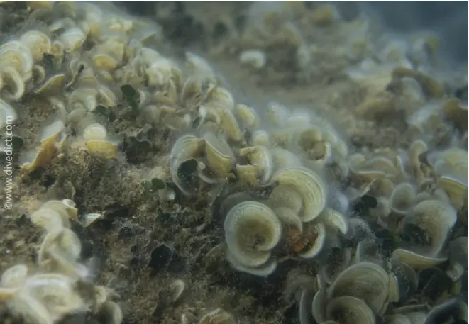 funnel algae_pandin_pavonica_algae_mediterranean _mediterranean_divedict_diving_biolexicon2