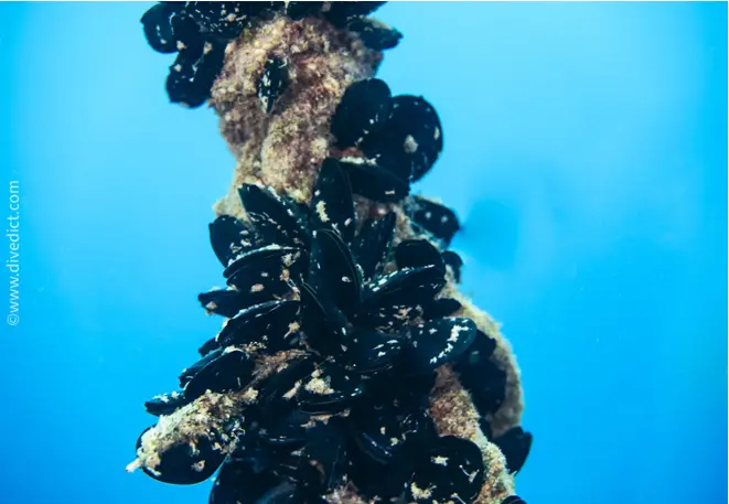 mussel_mytilidae_mediterranean_sea_diving_diving
