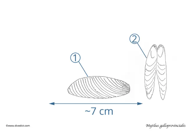 Mytilus galloprovincialis -Mediterranean mussel_divedict_divedict_diving_diving
