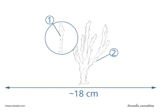 Axinella_cannabina_mediterranean antler sponge_diving_diving