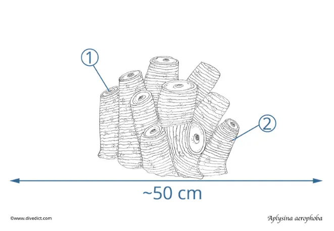 aplysina_aerophoba_goldsponge_diving_diving_divedict