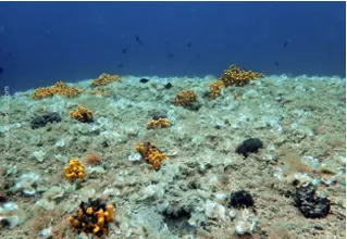 DiveDict_foto_image_biolexicon_Mediterranean_sponge_aplysina_aerophoba_goldsponge_Spain_Italy_Greece_France_Croatia