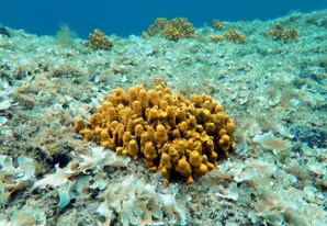 Yellow tube sponge