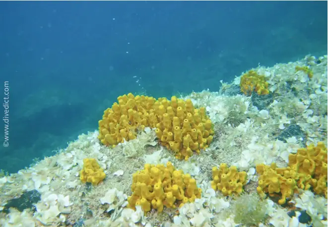 DiveDict_foto_image_biolexicon_mediterranean_sponge_aplysina_aerophoba_goldsponge_spaen_Italy_Greece_France_diving_Croatia_snorkeling