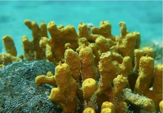 DiveDict_foto_image_biolexicon_mediterranean_sponge_aplysina_aerophoba_goldsponge_spaen_Italy_Greece_France_diving_Croatia_Seicht