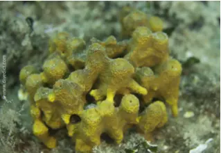 Goldsponge_aplysina_aerophoba_sponge_Mediterranean_sea_diving_diving DiveDict
