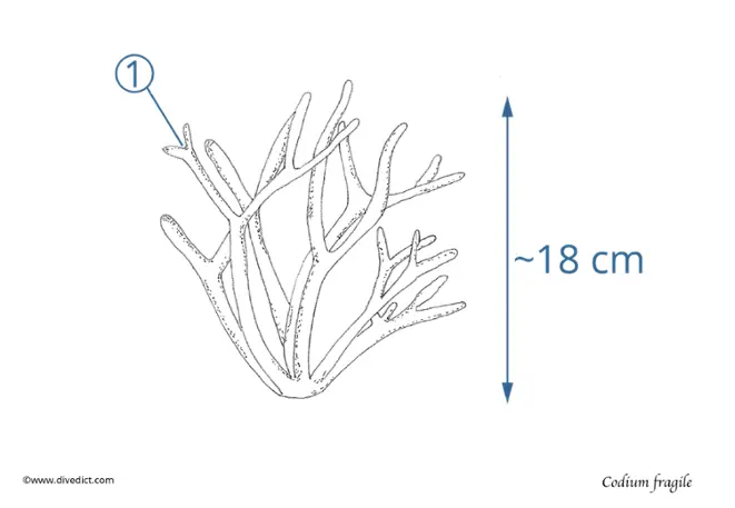 codium fragile_alge_algae_bio_lexicon_mediterranean_mediterranean_divedict