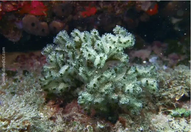 DiveDict_Photo_Picture_Biolexicon_Mediterranean_Plants_Codium_Vermilara_Alge
