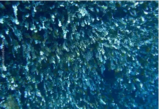 divedict_foto_picture_biolexicon_mediterranean plants_halimeda_tuna_pfenningalge_algae