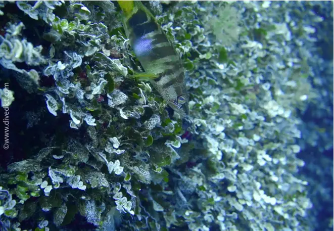 divedict_photos_picture_biolexicon_mediterranean plants_halimeda_tuna_pfenningalge_algae