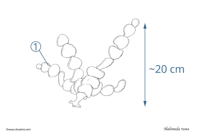 halimeda_tuna_pfenningalge_mediterranean_mediterranean_divedict_diving_diving
