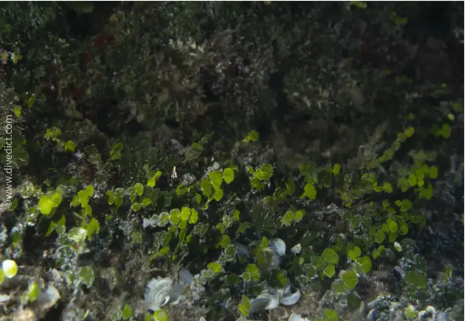 Pfenningalge_halimeda_tuna_alge_divedict_Mediterranean_Mediterranean_bio_lexicon-DiveDict2