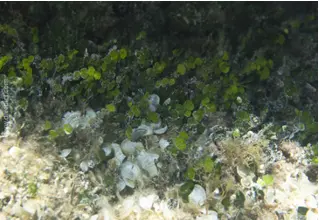 Pfenningalge_halimeda_tuna_alge_divedict_mediterranean_bio_lexicon-divedict