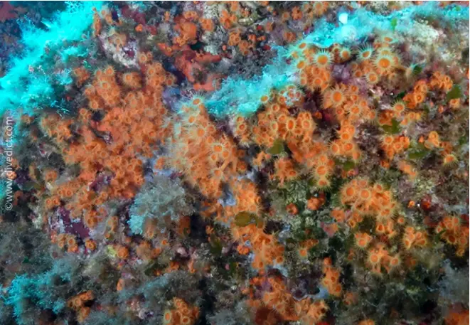 divedict_foto_picture_biolexicon_mediterranean parazoanthud_axinellae_yellow_crustanemone_anemone_Croatia_Spain_Italy_Greece_France_diving