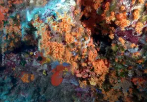 Yellow encrusting anemone