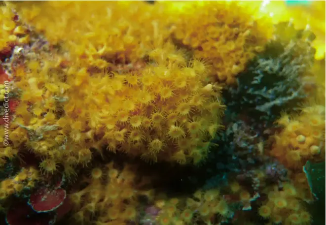 divedict_foto_picture_biolexicon_mediterranean parazoanthud_axinellae_yellow_crustanemone_anemone_Croatia_Spain_Italy_Greece