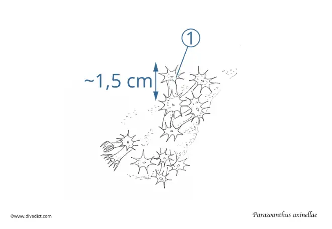 yellow crustsanemone_parazoanthus_axinellae_divedict_diving_mediterrane_mediterranean