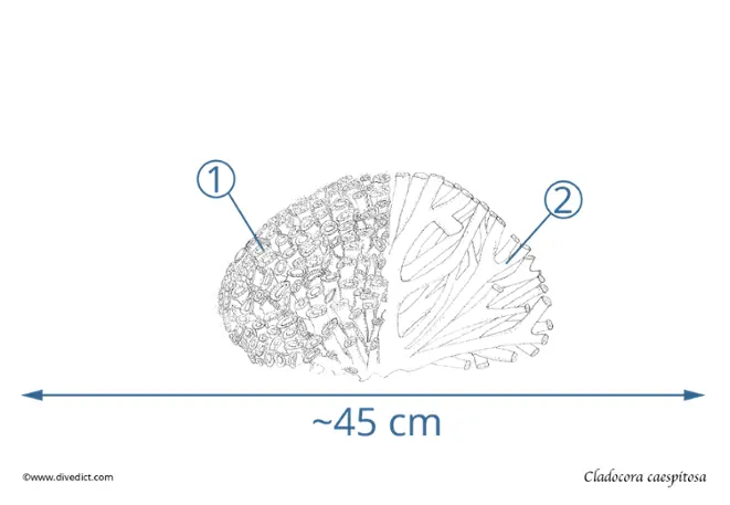 cladocora_caespitosa_Rasenkoralle_koralle_unterwasserwelt_tauchen_diving_mittelmeer_mediterranean