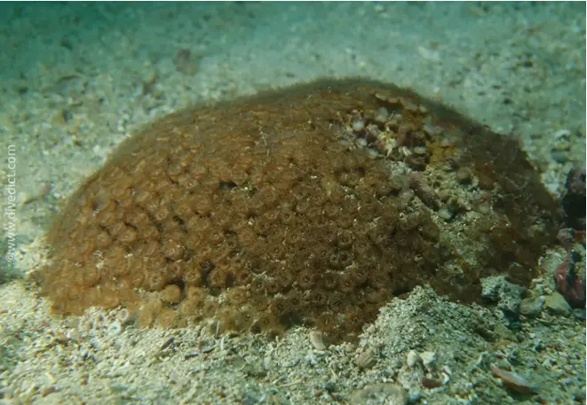 DiveDict_Foto_Bild_Biolexikon_Mittelmeer_Cladocora_Caespitosa_Rasenkoralle_Koralle_Kroatien_Spanien_Italien_Griechenland_Frankreich_tauchen