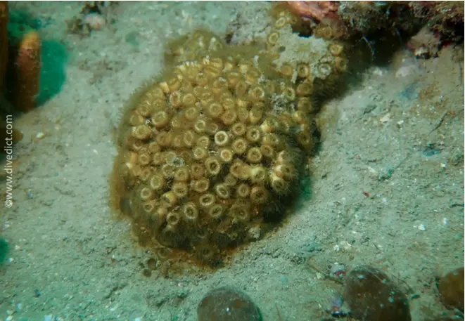 DiveDict_Fotos_Bild_Biolexikon_Mittelmeer_Cladocora_Caespitosa_Rasenkoralle_Koralle_Kroatien_Spanien_Italien_Griechenland_Frankreich_tauchen_schnorcheln