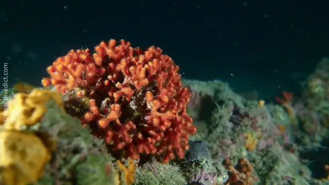 divedict_foto_picture_biolexicon_mediterranean_myriapora_truncata_trugkoralle_coral_Croatia_Spain_Italy_Greece_France_diving_snorkeling