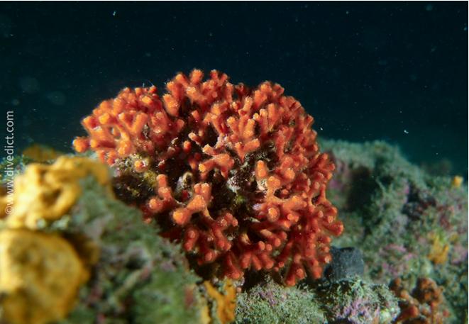 moostierchen_trugkoralle_divedict_tauchen_diving