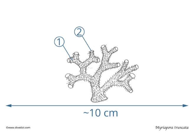 Myriapora_truncata_Trugkoralle_Divedict_tauchen_diving_Mittelmeer_Mediterranean 