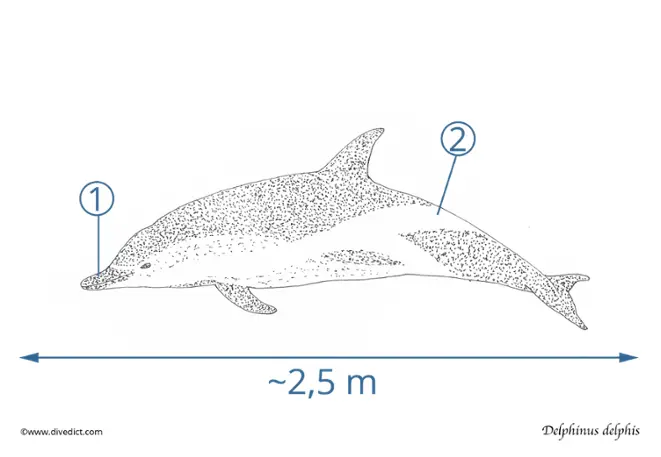 delphinus_delphis_common_dolphin_divedict_tauchen_unterwasserwelt