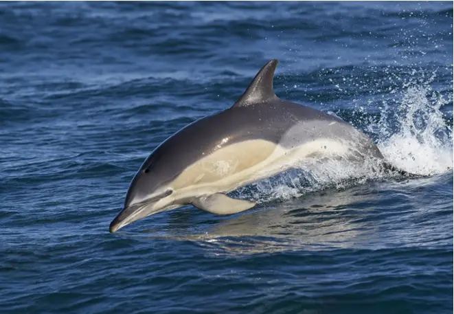 Gemeine_Delfin_Delphinus delphis_common_dolphin_divedict_tauchen_diving-2 