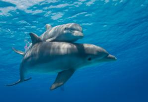 Bottlenose dolphin