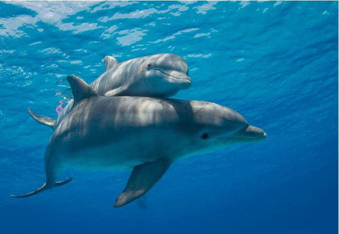 Community_dolphin_dolphinus delphis_common_dolphin_divedict_diving_diving-3