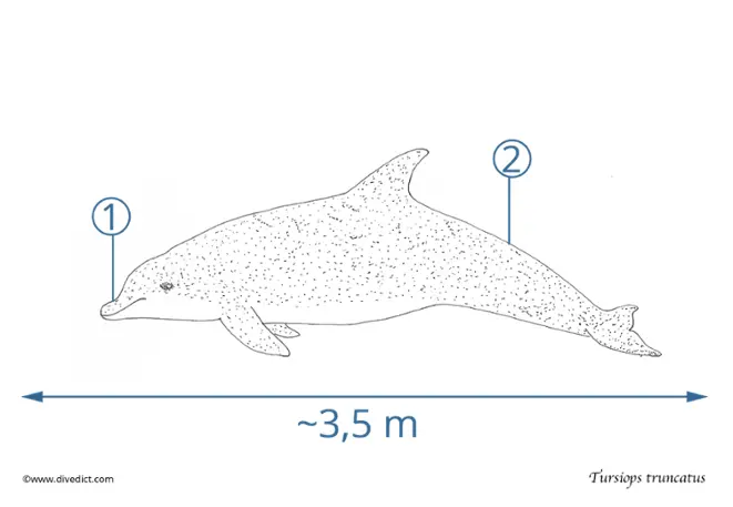 tursiops_truncatus_large_porpoise divedict