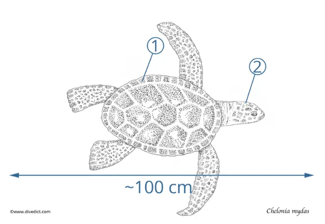green sea_sea_chelonia mydas_divedict_diving_diving_rotes_sea_red_sea_mediterranean_sea_lexicon