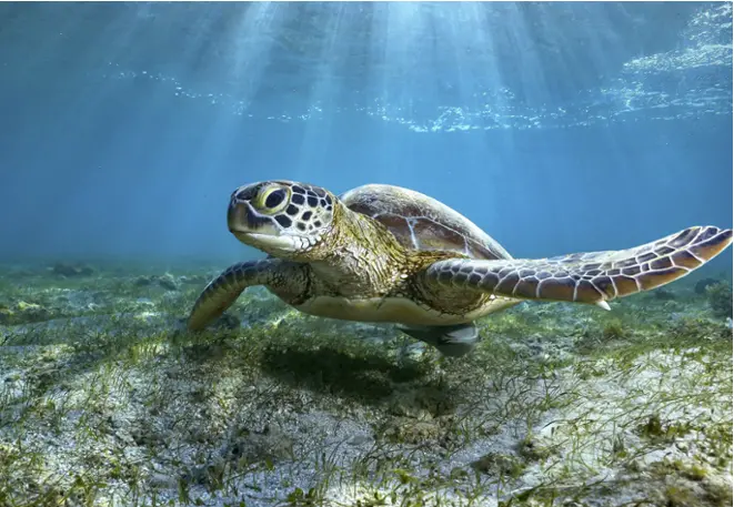 green_sea turtle_chelonia_mydas_divedict_diving_diving_underwater world