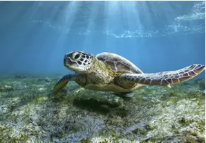 Green sea turtle