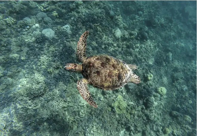 green_sea turtle_chelonia_mydas_divedict_diving_diving