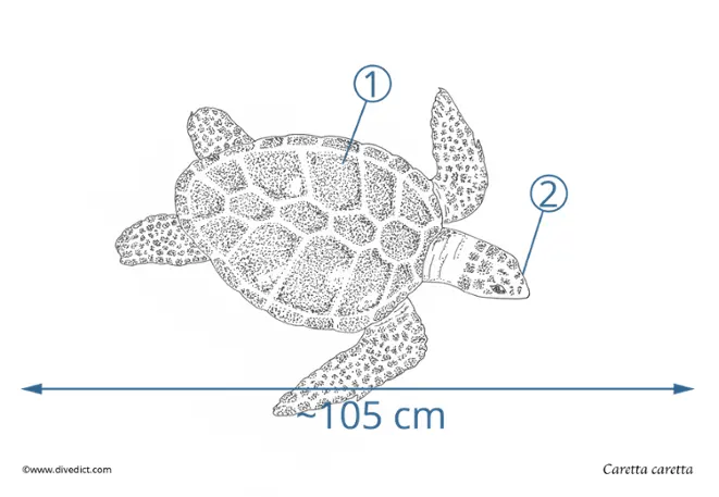 Caretta caretta _loggerhead turtle_divedict_diving_diving_mediterranean_red_sea_red_sea_red_sea