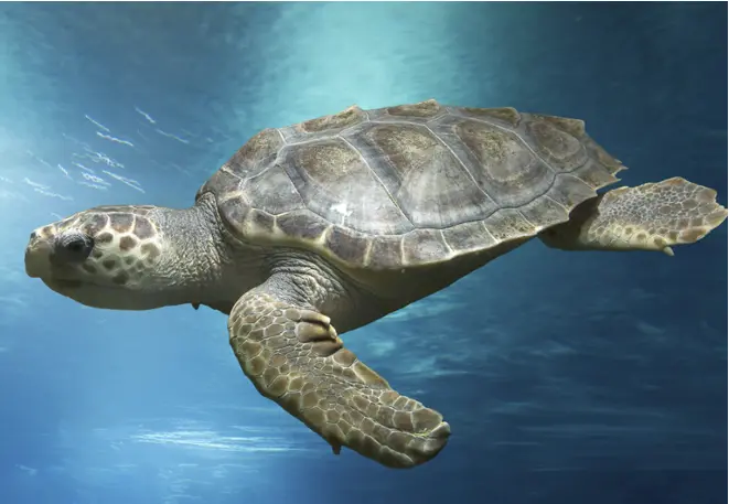 Inetic_hawks_turtle_caretta_caretta_divingDiveDict_