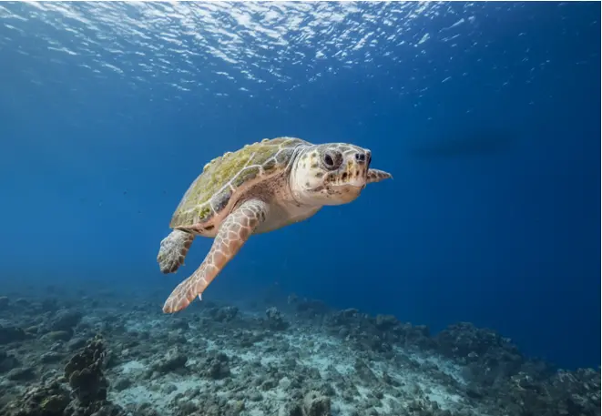 Inetic_hawks_turtle_divedict_caretta_caretta_diving_diving