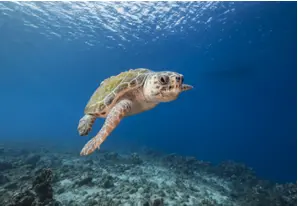 Loggerhead turtle