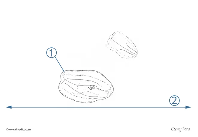 Rippenqualle_divedict_bio_lexicon