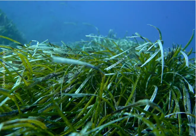 DiveDict_Foto_Bild_Biolexikon_Mittelmeer_Seegrass_posidonia_Oceanica_Neptungrass_Spanien_Italien_Griechenland_Frankreich_tauchen