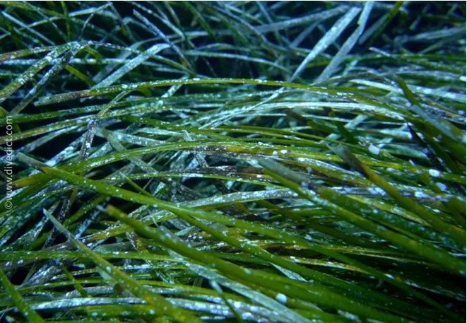 DiveDict_Foto_Bild_Biolexikon_Mittelmeer_Seegrass_posidonia_Oceanica_Neptungrass_Spanien_Italien_Griechenland_Frankreich