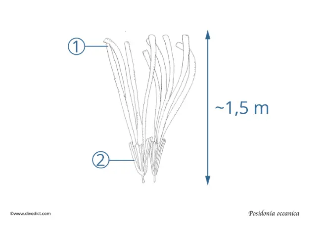 posidonia_oceanica_neptungras_divedict_mittelmeer_mediterranean_tauchen_diving